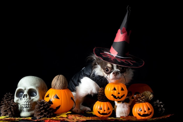 Śliczny pies chihuahua w kapeluszu czarownicy Halloween i trzymający dynię na ciemnym tle. Szczęśliwy dzień Halloween.