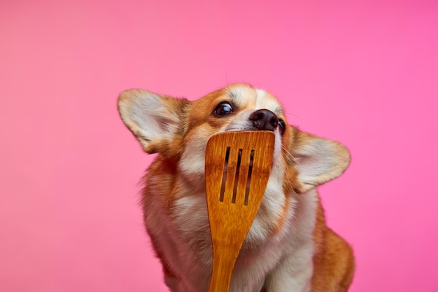 Śliczny pies corgi liżący drewnianą szpatułkę kuchenną na różowym tle