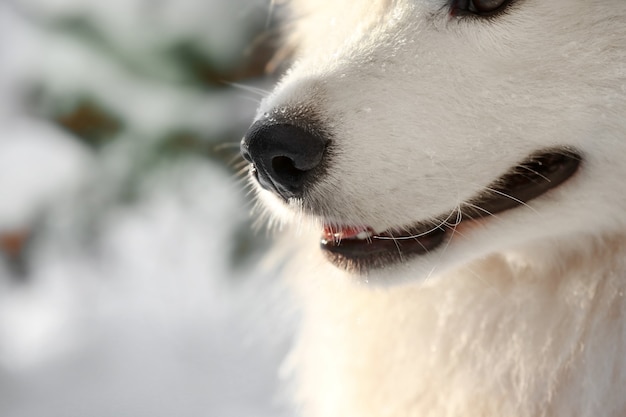 Śliczny pies samoyed na zewnątrz, zbliżenie