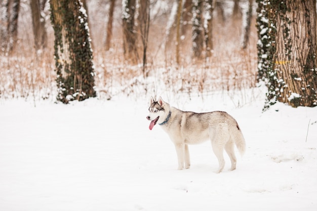 Śliczny pies syberyjski - husky, wącha w pobliżu zimowego lasu
