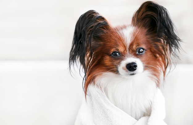 Śliczny pies zbliżenie portret w łazience w ręczniku