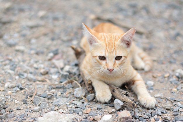 Śliczny pomarańczowy pasiasty kotek cieszy się i relaksuje na podłodze w naturalnym świetle słonecznym