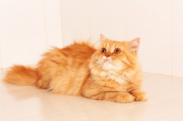 Śliczny pomarańczowy perski kot