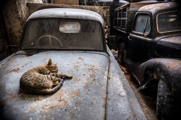 Śliczny pręgowany kot śpi na starym masce rocznika samochodu. Stary zardzewiały samochód i kot na masce samochodu.