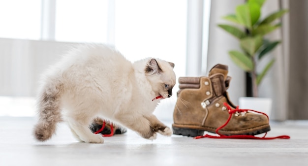 Śliczny puszysty biały kociak ragdoll w jasnym pokoju bawi się butami i trzyma czerwoną koronkę w pysku. Piękny rasowy kotek kotek na zewnątrz z butami