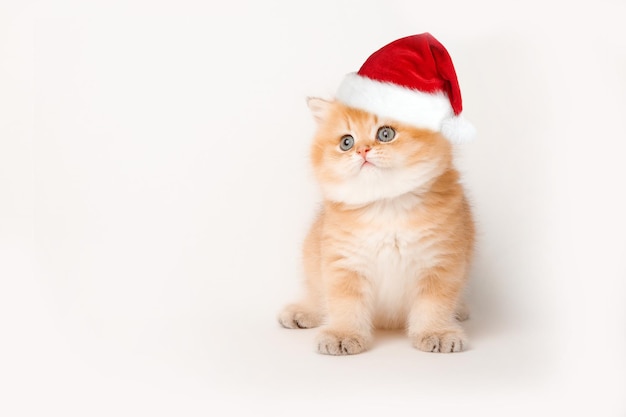 Śliczny puszysty dziecko czerwony kotek z santa hat na białym tle