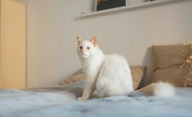 Śliczny puszysty kot ze światłami w domu