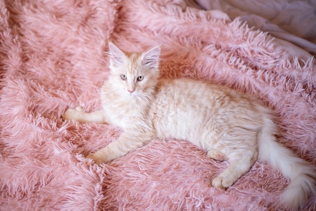Śliczny puszysty kotek Maine Coon leży na łóżku w domu