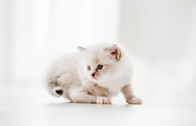 Śliczny puszysty kotek ragdoll stojący na podłodze i patrząc wstecz na białym tle na niewyraźne białe tło. Śliczny mały kotek odpoczywa w jasnym pokoju ze światłem dziennym. Portret studyjny rasowego małego kota