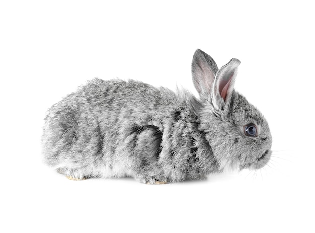 Zdjęcie Śliczny puszysty królik na białym