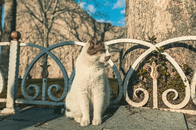 Śliczny puszysty stambuł uliczny kot