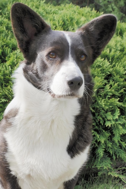 Śliczny Rasowy Pies Welsh Corgi Pembroke Portret Zwierzęce Motywy