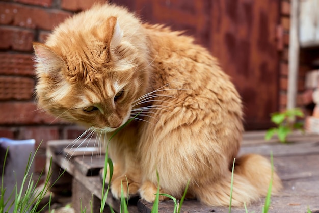 Śliczny rasowy rudy kociak Rasa Kurilian Bobtail Hipoalergiczna rasa kotów