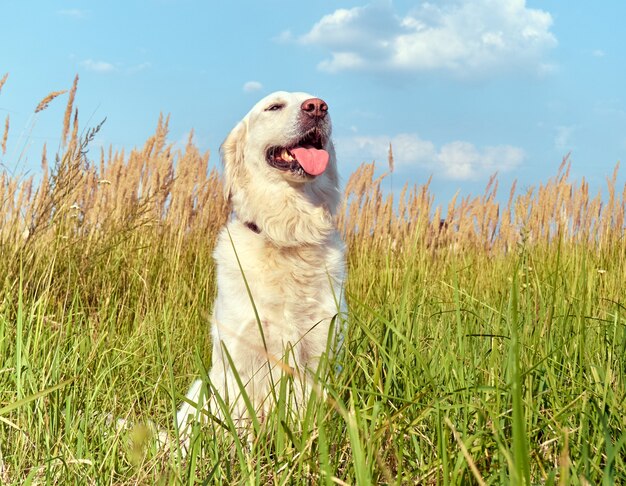 Śliczny retriever w przyrodzie.