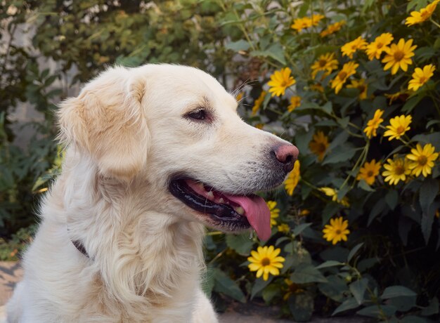 Śliczny retriever w przyrodzie.