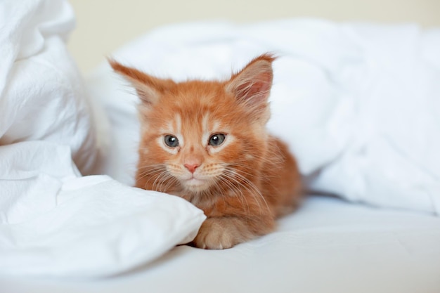 Śliczny rudy kociak zawinięty w biały kocyk rasy maine coon