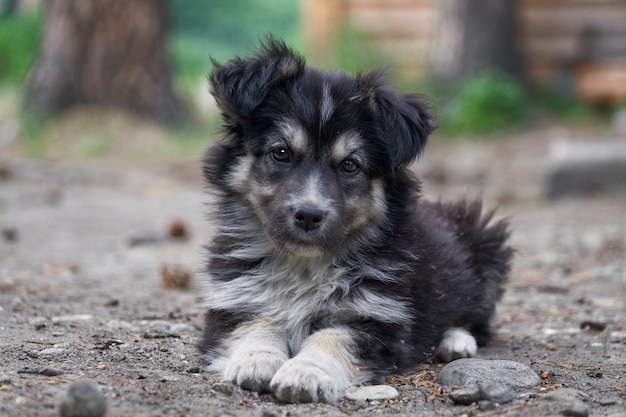 Zdjęcie Śliczny siberian husky szczeniaka obsiadanie na trawie