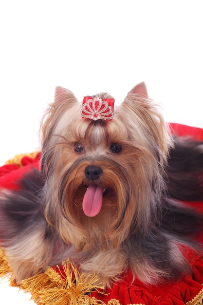 Śliczny śliczny Yorkshire terrier na jasnoczerwonej poduszce