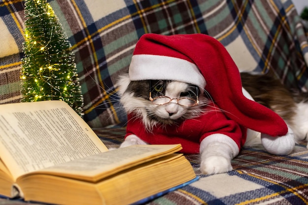 Zdjęcie Śliczny szary kot w czerwonym świątecznym kapeluszu czyta książkę. koncepcja bożego narodzenia.