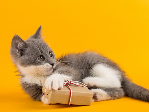 Śliczny szary kotek bawi się zabawnie i zabawnie z świątecznym pudełkiem na żółtym.