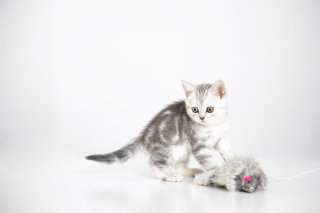 Śliczny szary kotek w paski bawi się puszystą zabawką Białe tło to miejsce na tekst Zwierzęta Kot brytyjski