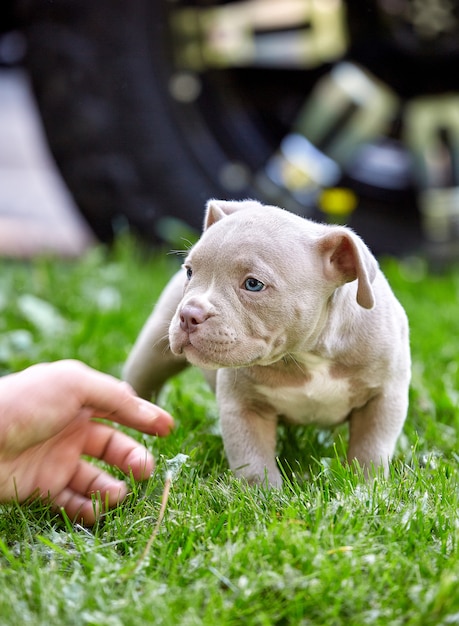 Śliczny szczeniak bawić się na trawie na tle samochodu. Koncepcja pierwszych kroków życia, zwierząt, nowej generacji. Puppy American Bull.