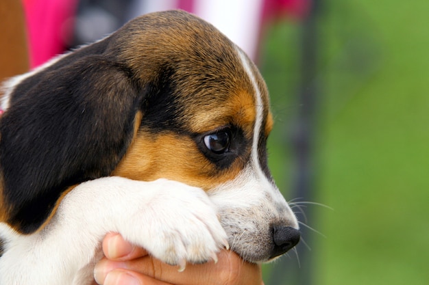 Śliczny szczeniak Beagle