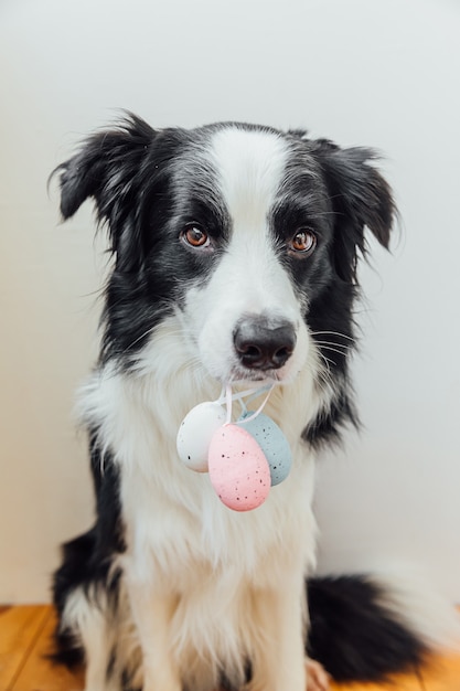 Śliczny Szczeniak Border Collie Trzymając Wielkanocne Kolorowe Jajka W Ustach Na Białym Tle W Domu