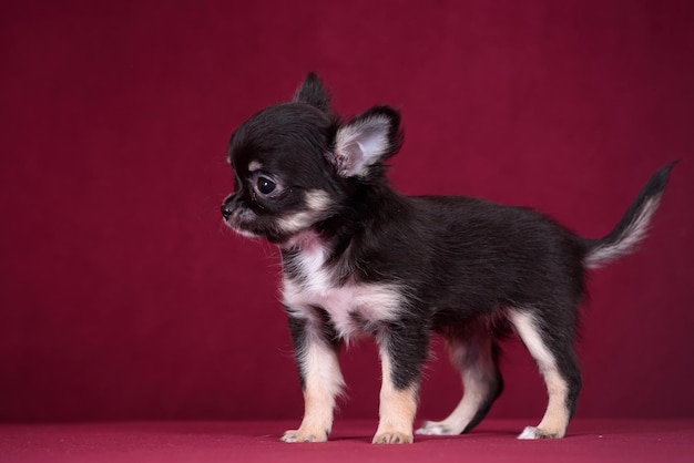 Zdjęcie Śliczny szczeniak chihuahua na bordowym tle