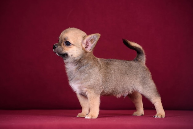 Zdjęcie Śliczny szczeniak chihuahua na bordowym tle