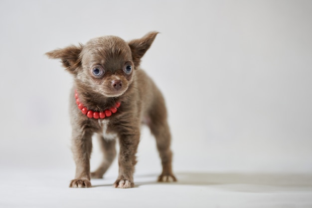 Śliczny szczeniak chihuahua z czerwonym kołnierzem