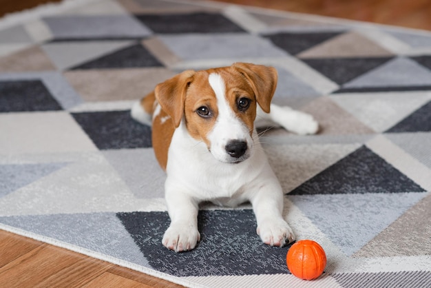 Śliczny szczeniak Jack russell terrier z pomarańczową piłką w domu patrząc w kamerę