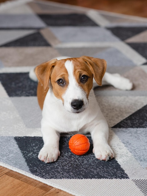 Śliczny szczeniak Jack russell terrier z pomarańczową piłką w domu patrząc w kamerę