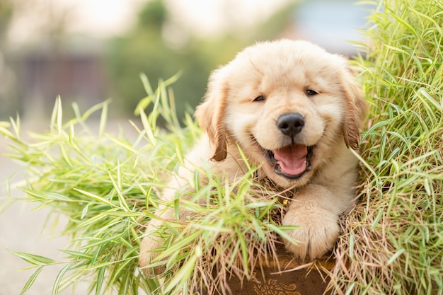 Śliczny szczeniak je małe bambusowe rośliny (golden retriever)