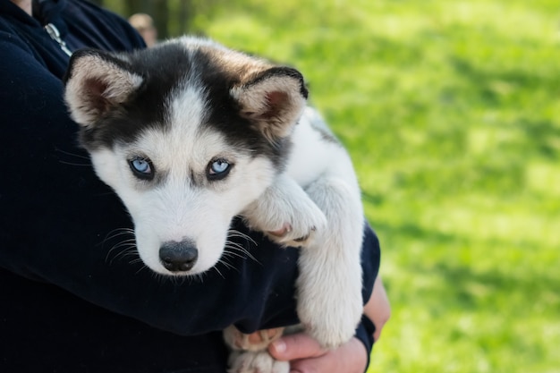 Śliczny szczeniak Siberian husky czarny i biały z niebieskimi oczami