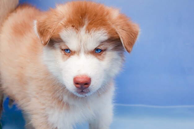 Śliczny szczeniak siberian husky