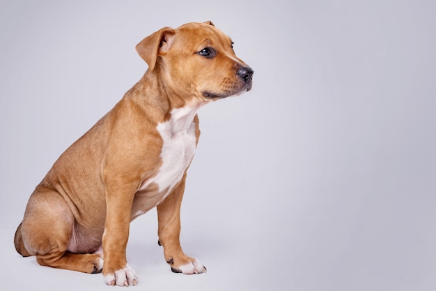 Śliczny Szczeniak Staffordshire Terrier