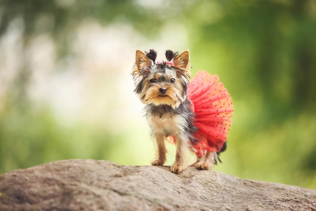 Śliczny szczeniak suczki Yorkshire Terrier mały pies z czerwoną spódniczką na zielonym rozmytym tle