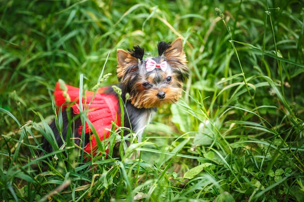 Śliczny szczeniak suczki Yorkshire Terrier mały piesek z kokardą na trawie