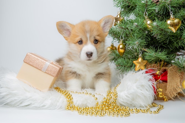 Śliczny szczeniak walijski corgi na tle Nowego Roku w pobliżu choinki