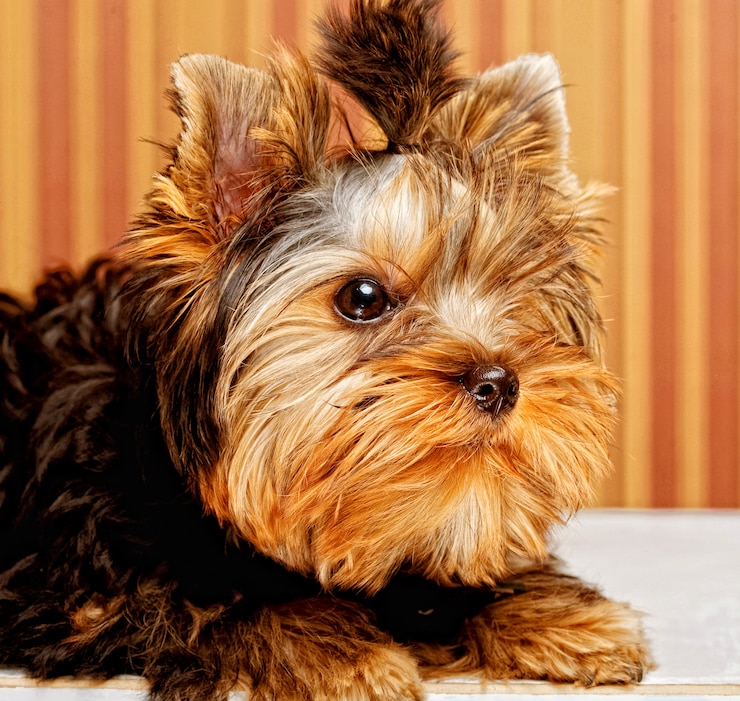 Zdjęcie śliczny szczeniak yorkshire terrier