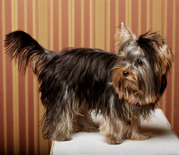 Śliczny szczeniak Yorkshire Terrier