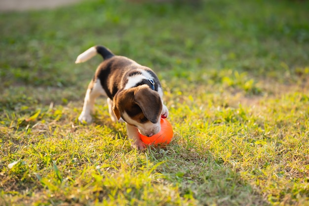 Śliczny Szczeniaka Beagle Bawić Się Piłkę W Ogródzie