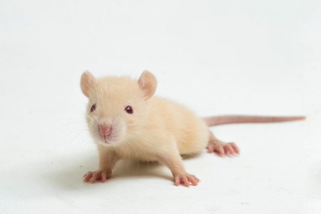 śliczny szczur albinos na białym tle