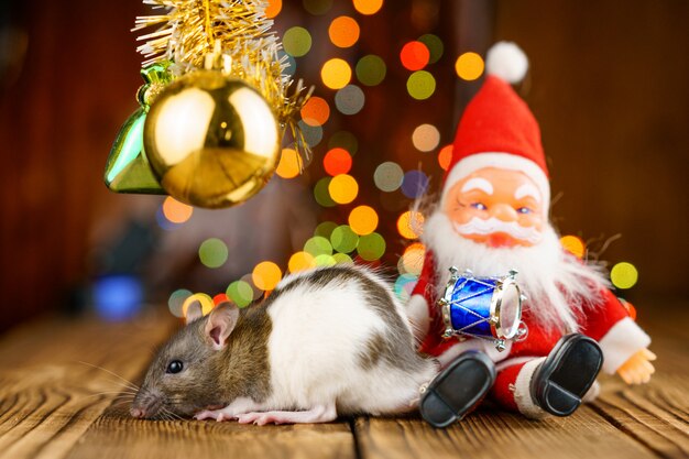 Zdjęcie Śliczny szczur w bożenarodzeniowym wystroju, święty mikołaj i bokeh