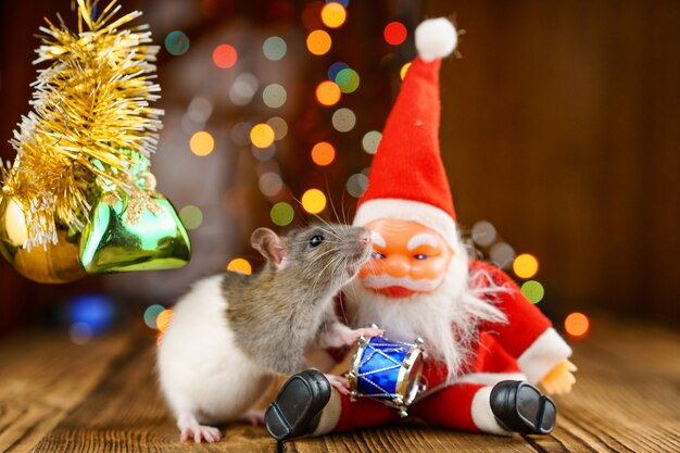 Śliczny szczur w Bożenarodzeniowym wystroju, Święty Mikołaj i bokeh