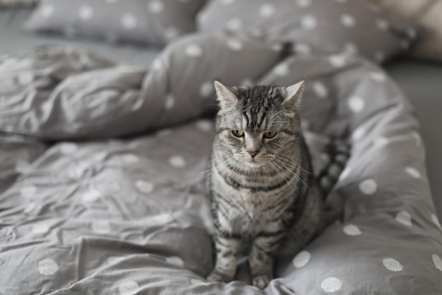 Śliczny szkocki prosty szary pręgowany kot leżący na łóżku i śpiący w miękkim świetle poranka Śliczny śmieszny kot śpiący w łóżku w domu