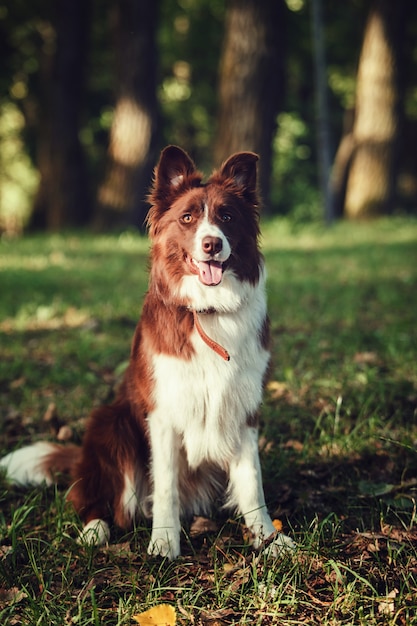 Śliczny uroczy młody Border collie