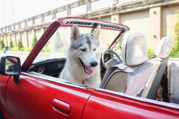 Śliczny Uśmiechnięty Husky Psa Obsiadanie W Samochodzie