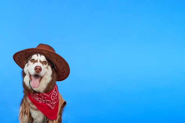 Śliczny uśmiechnięty pies husky syberyjski w kowbojskim kapeluszu na białym tle na niebieskim tle